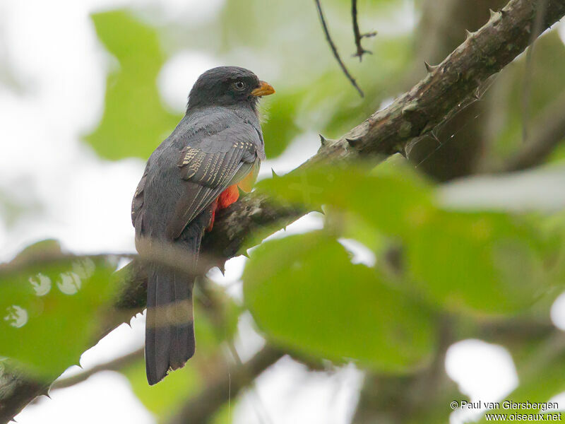 Trogon équatorien