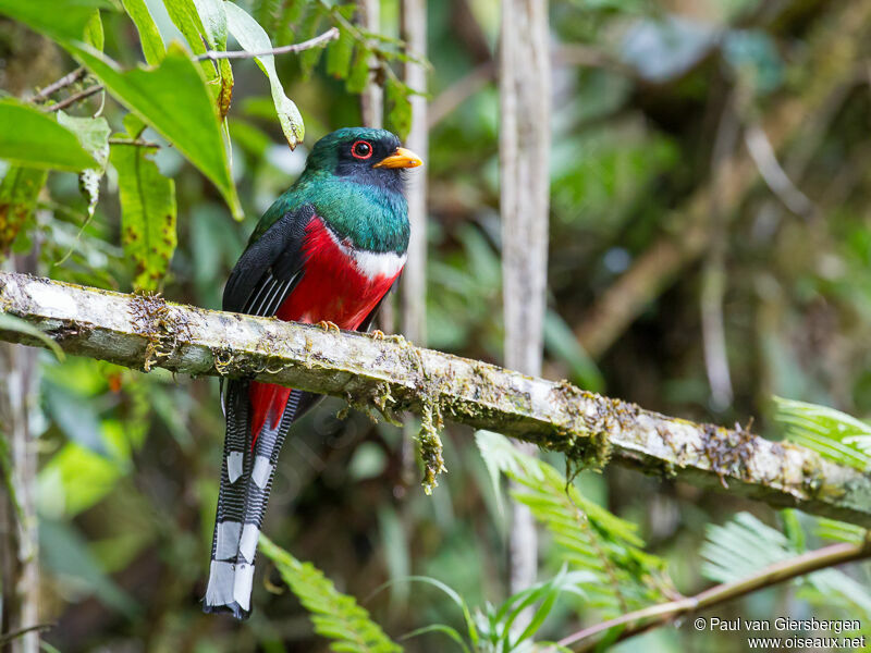 Trogon masqué mâle adulte