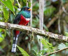 Trogon masqué