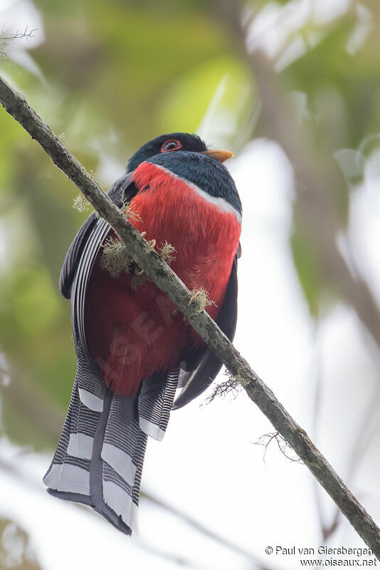 Trogon masqué mâle adulte