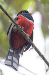 Trogon masqué