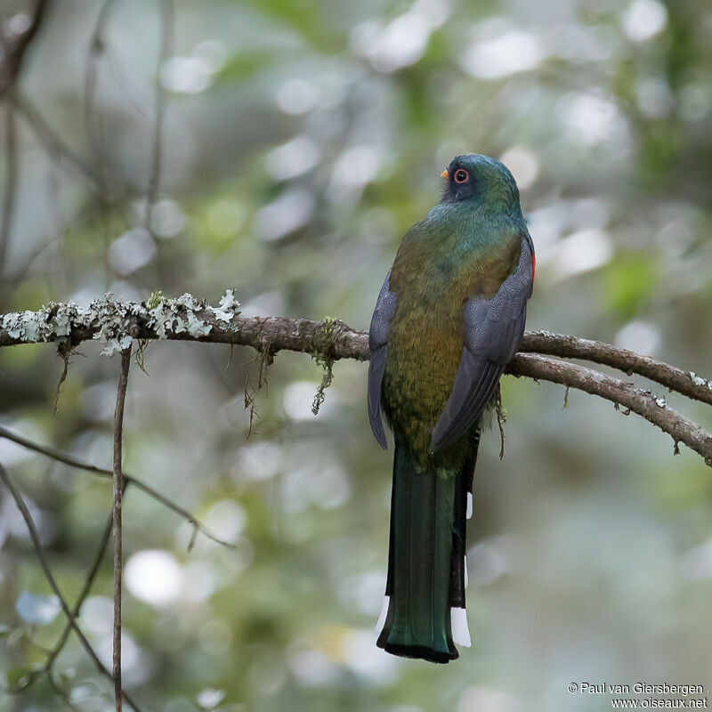 Trogon montagnard