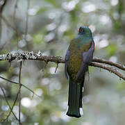 Mountain Trogon