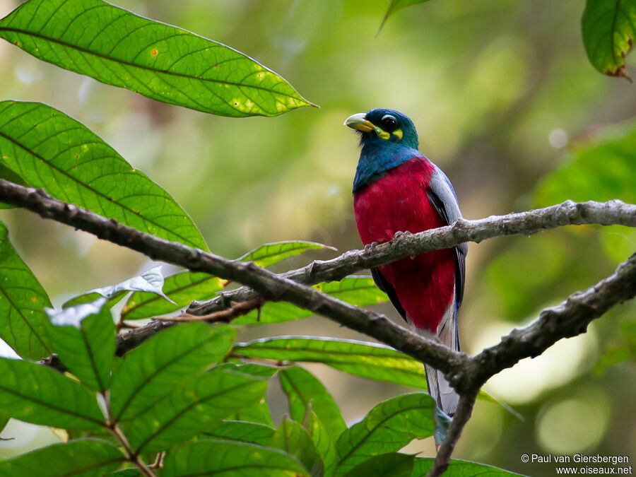 Narina Trogon