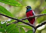 Trogon narina