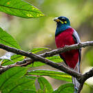 Trogon narina