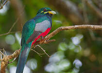 Trogon narina