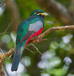 Trogon narina