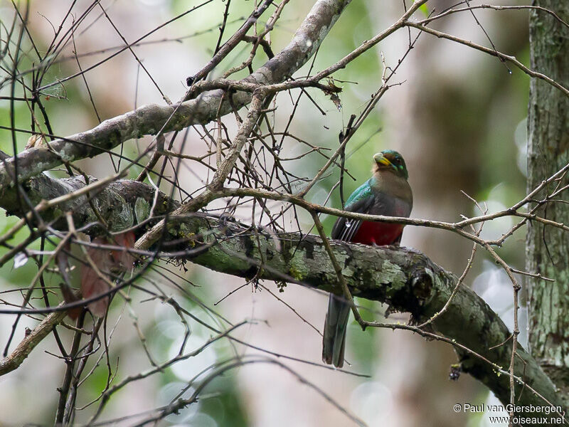 Narina Trogon