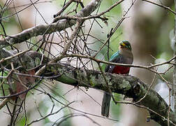 Narina Trogon