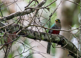 Trogon narina