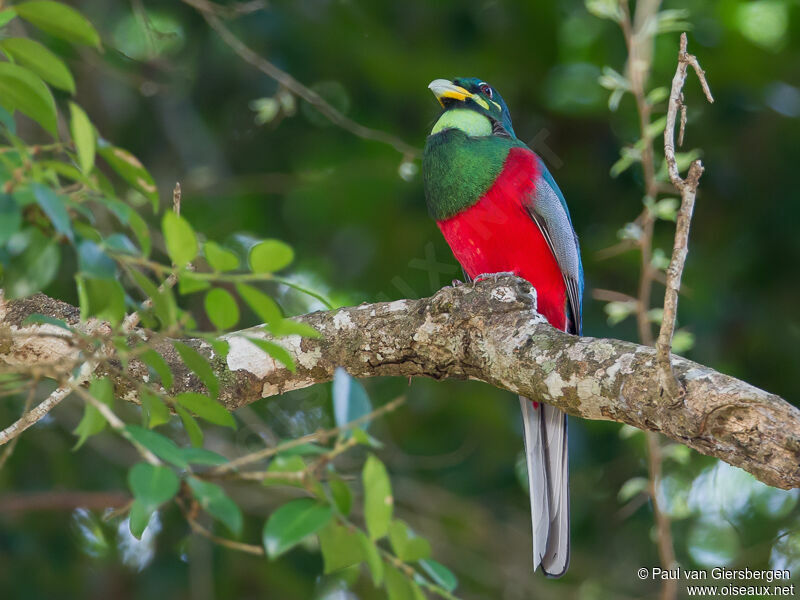 Narina Trogon