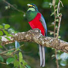 Trogon narina