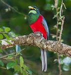 Trogon narina