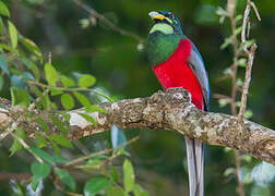 Narina Trogon