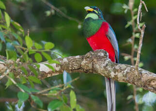 Trogon narina