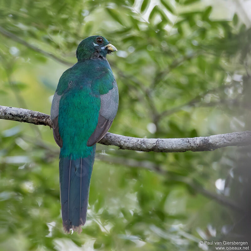 Trogon narinaadulte