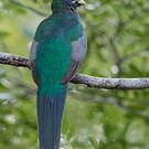 Trogon narina