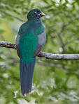 Trogon narina
