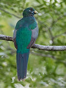 Narina Trogon