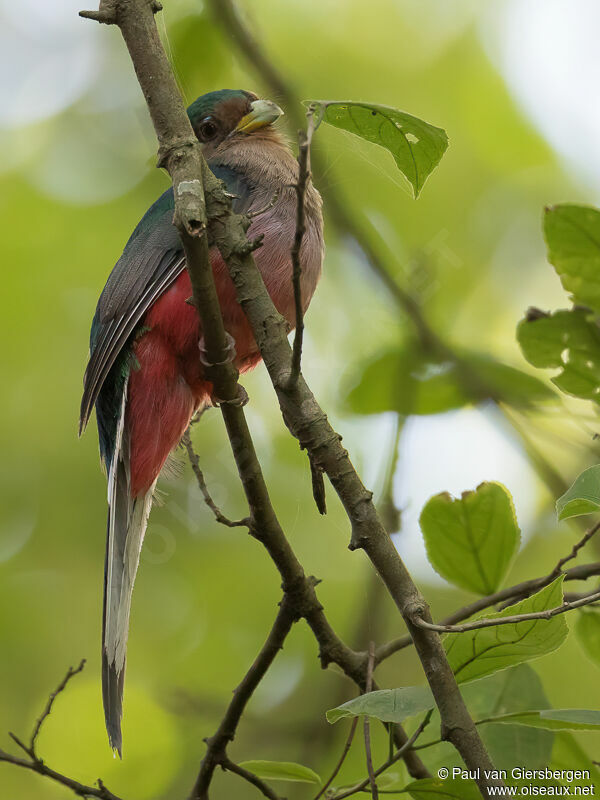 Narina Trogon female adult