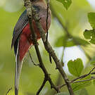 Trogon narina