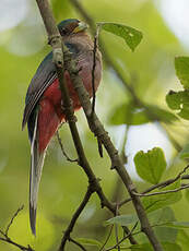 Trogon narina