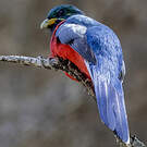 Trogon narina