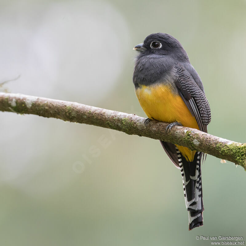 Trogon pattu femelle, adulte