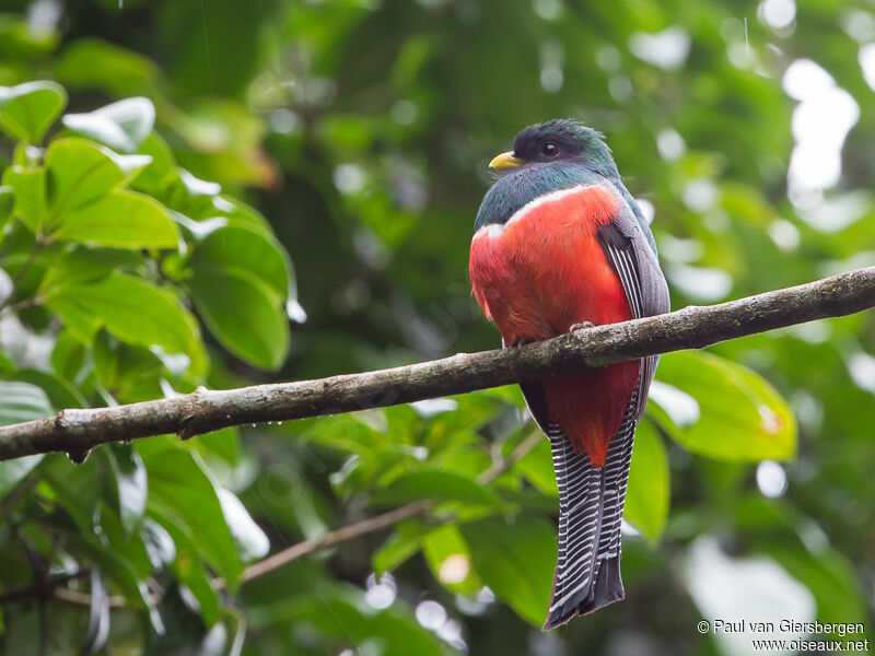 Trogon rosalba mâle adulte