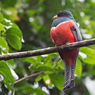 Trogon rosalba