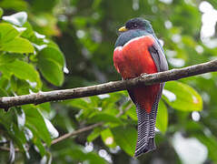 Collared Trogon