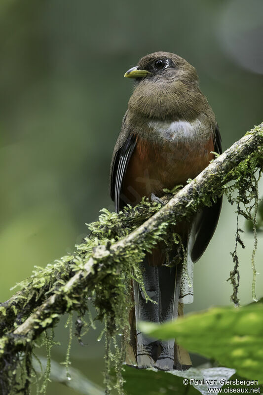 Collared Trogon female adult