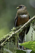 Collared Trogon