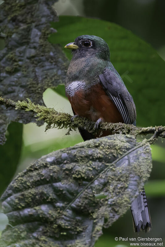 Collared Trogon male adult