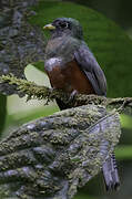 Collared Trogon