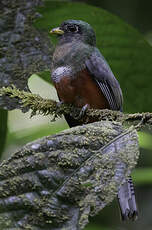 Trogon rosalba