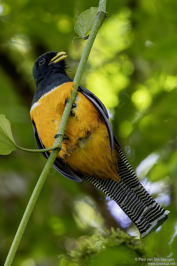 Trogon rosalba