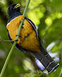 Trogon rosalba