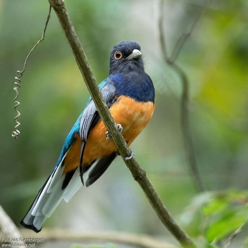 Trogon surucua mâle adulte