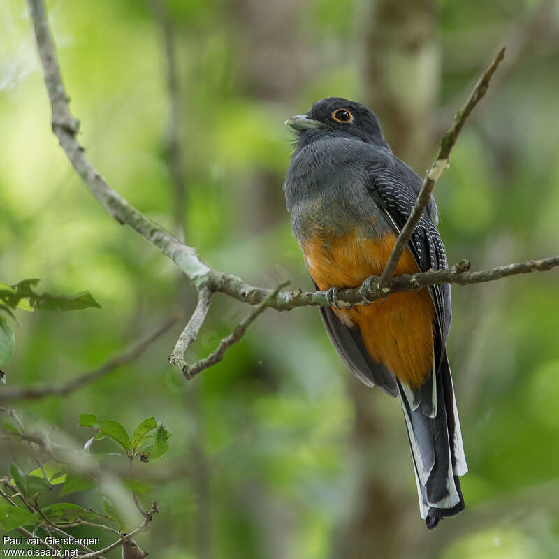 Trogon surucua femelle adulte, identification