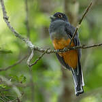 Trogon surucua