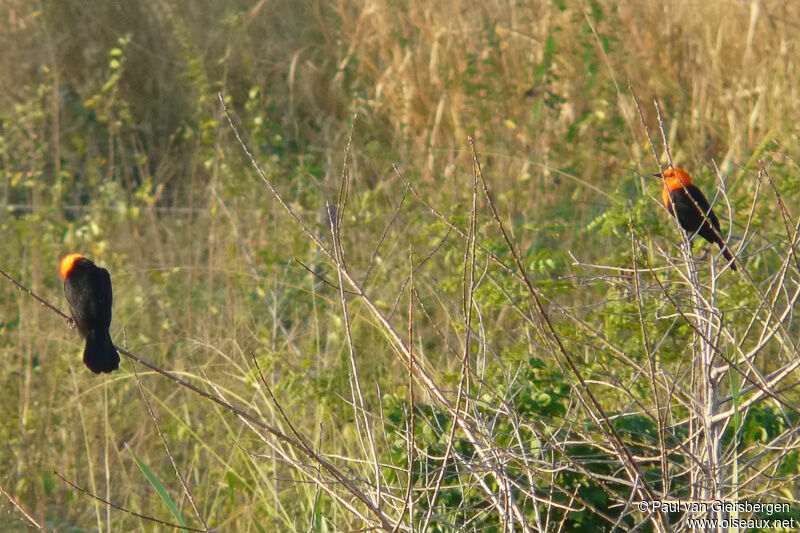 Scarlet-headed Blackbird