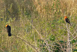 Scarlet-headed Blackbird