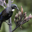 Tui cravate-frisée