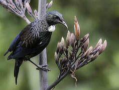 Tui