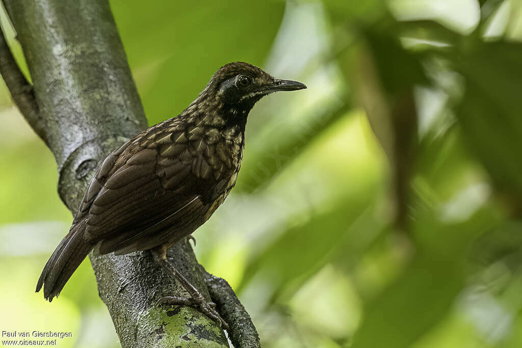 Black-throated Wren-Babbleradult