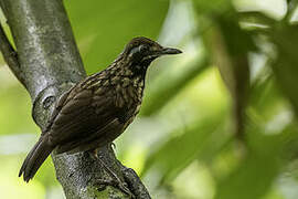 Black-throated Wren-Babbler