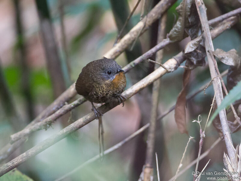 Rufous-throated Wren-Babbler