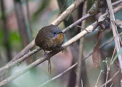 Rufous-throated Wren-Babbler